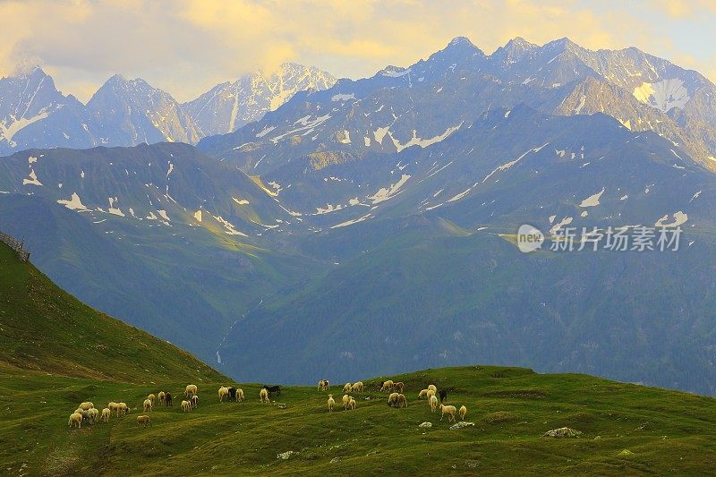 羊群放牧在Hohe Tauern雪顶的奥地利山脉-泰洛阿尔卑斯戏剧性的云景天空和景观和大格洛克纳山脉